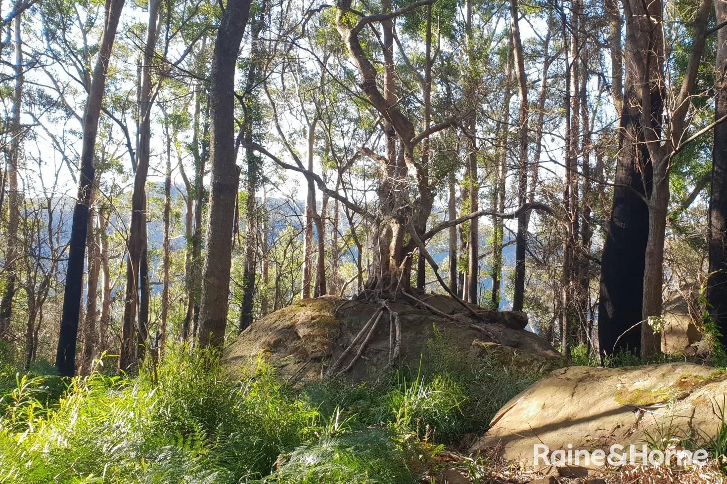 Additional image 6 of Lot 1 Selbys Road, Budgong NSW 2577