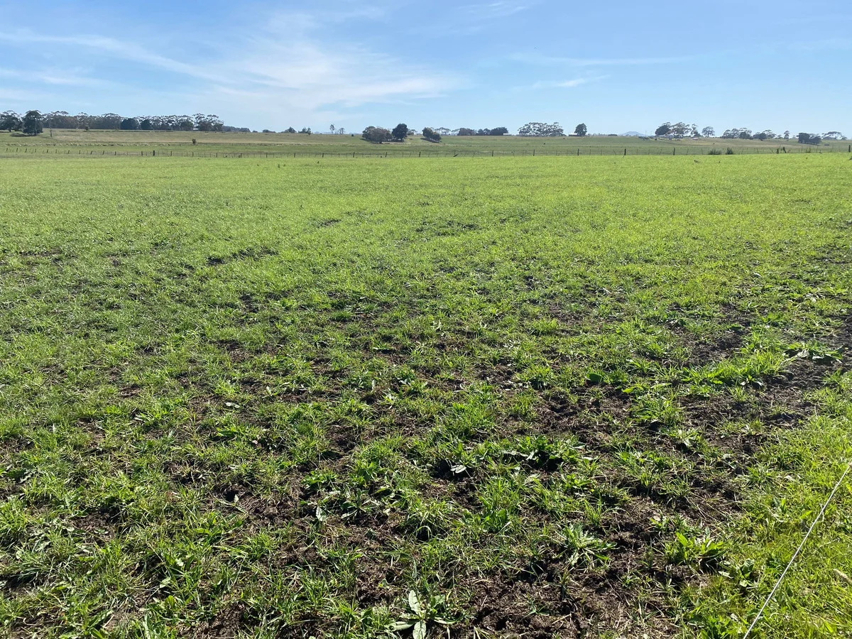 Additional image 6 of Jaffrays Road, Wallacedale VIC 3303