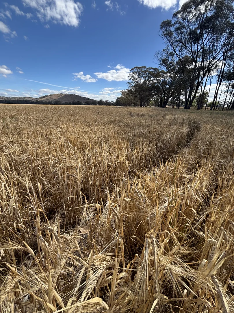 Additional image 14 of 649 Dunolly-Avoca Road, Mount Hooghly VIC 3472