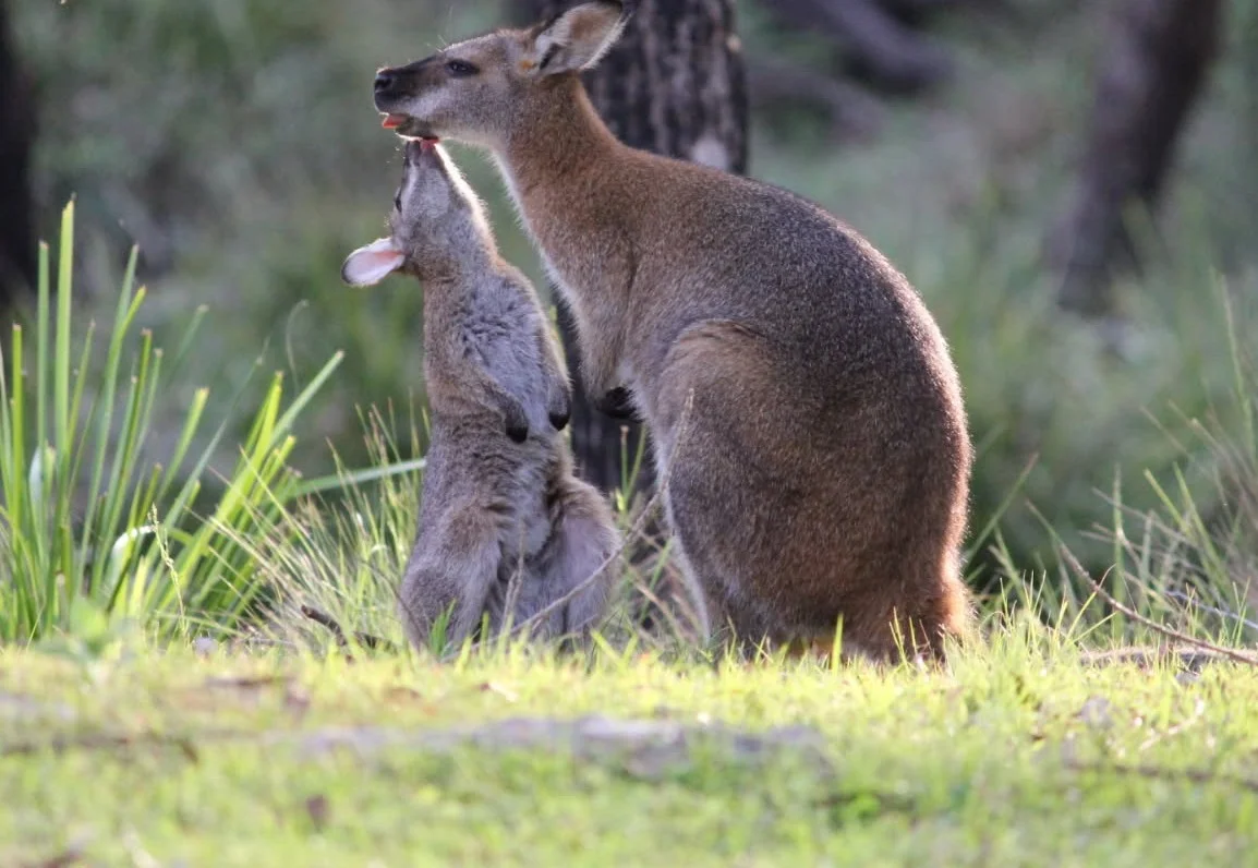 Additional image 34 of 1348C Old Princes Highway, Brooman NSW 2538
