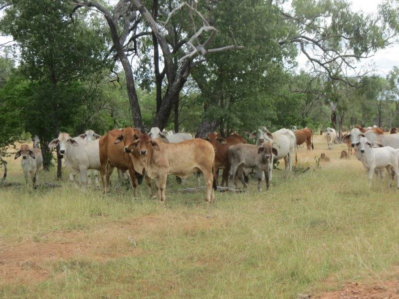 Additional image 36 of Van Lee Station, Mount Surprise QLD 4871