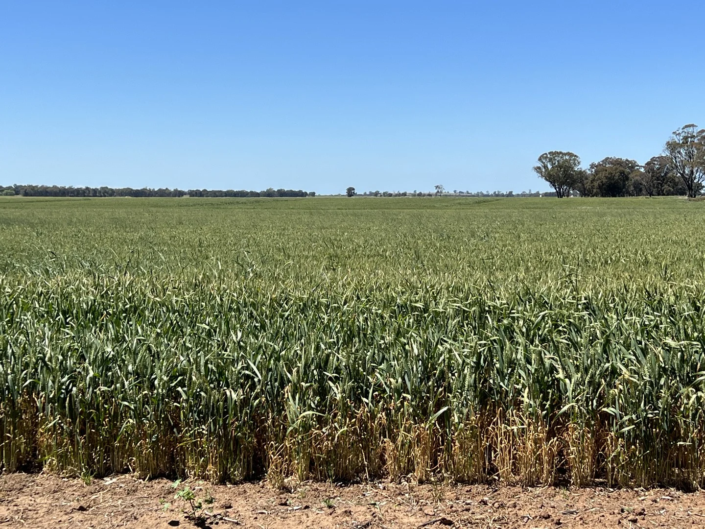 678 Back Barooga Road, Barooga NSW 3644