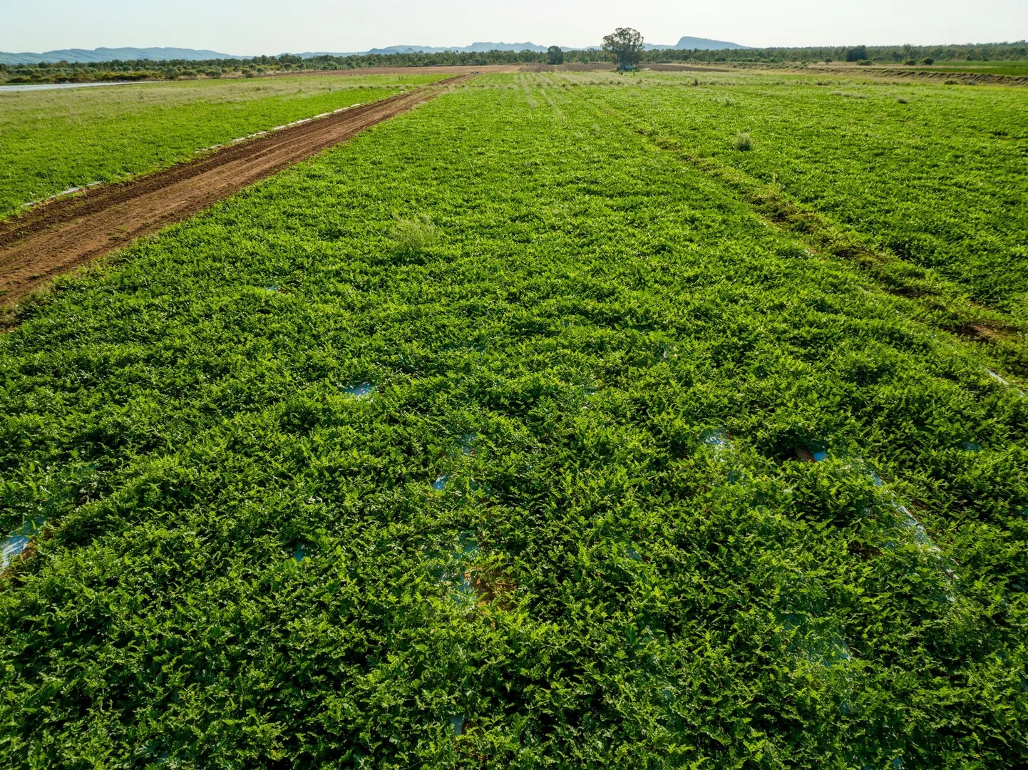 Additional image 31 of 349 Mulligans Lagoon Rd, Kununurra WA 6743