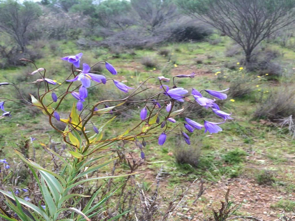 Additional image 45 of 3378 Mid Western Highway, Grenfell NSW 2810