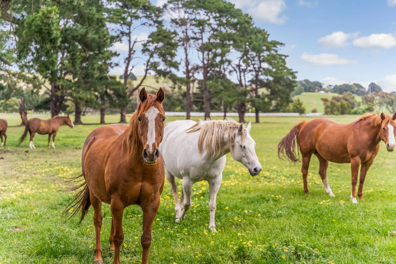 Additional image 26 of 17 Camerons Lane, Waubra VIC 3352