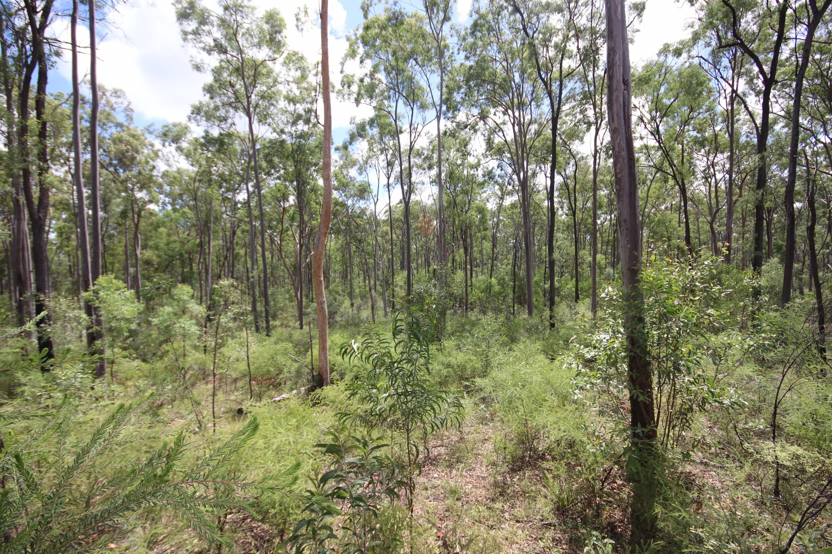 Additional image 8 of 'Greentree' Mundubbera-Durong Rd, Mundubbera QLD 4626