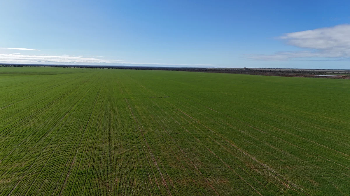 697 Solomon Road, Perenjori WA 6620