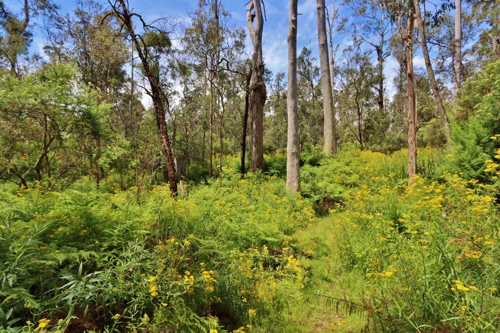 Additional image 6 of 2844 Mt Darragh Road, Wyndham NSW 2550