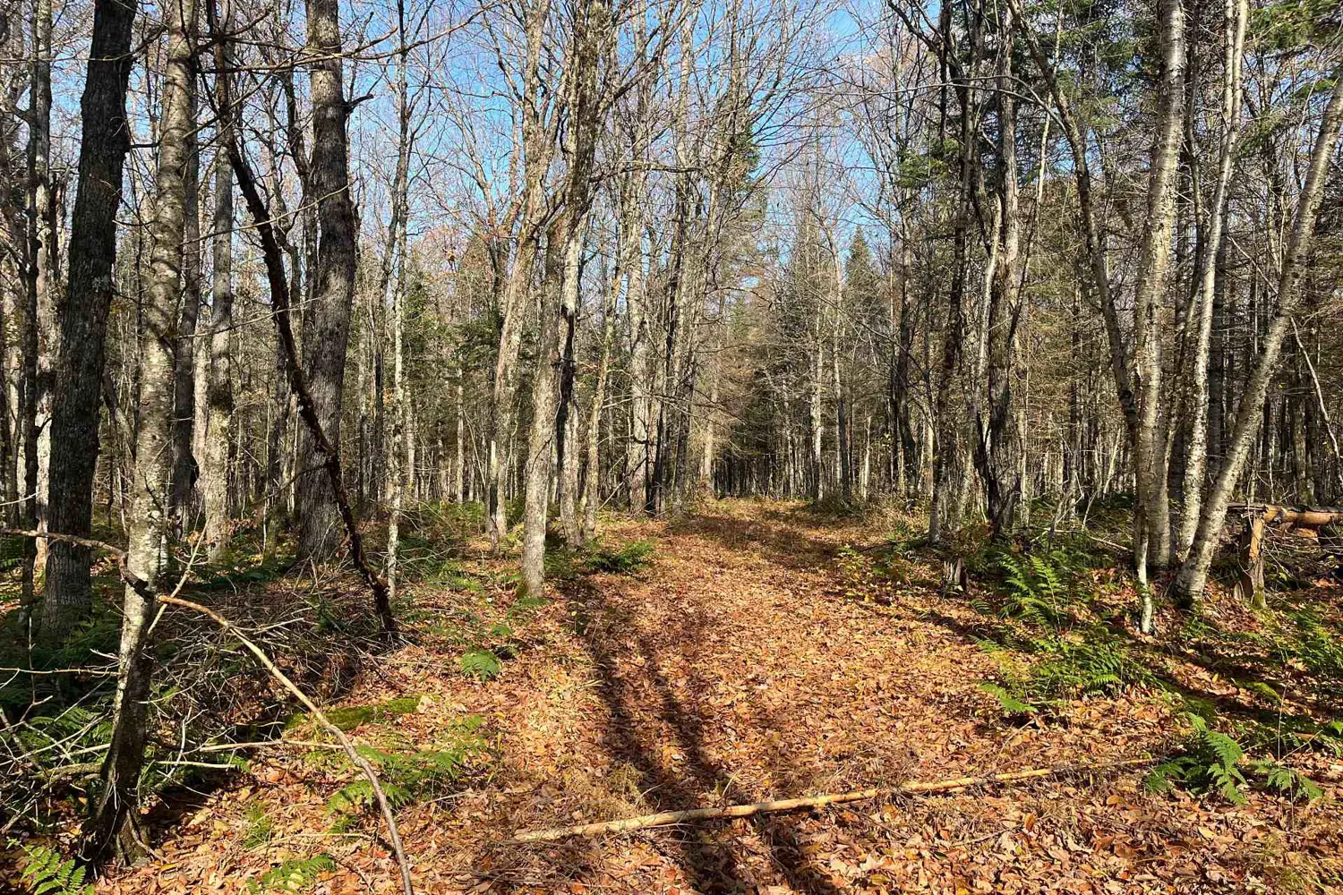 Additional image 17 of 267 & 321 Cardwell Lake Road