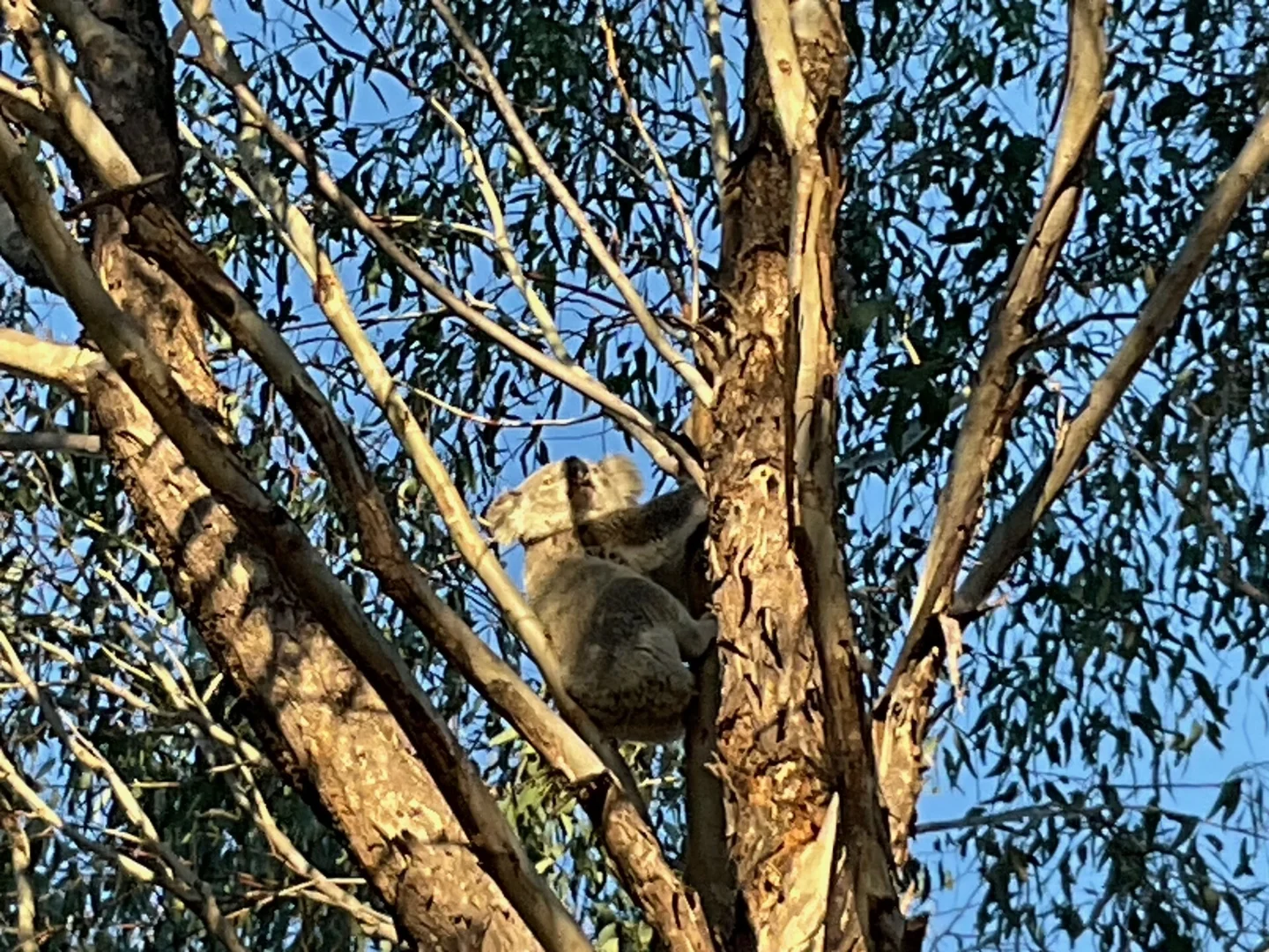 Additional image 33 of Inverell NSW 2360