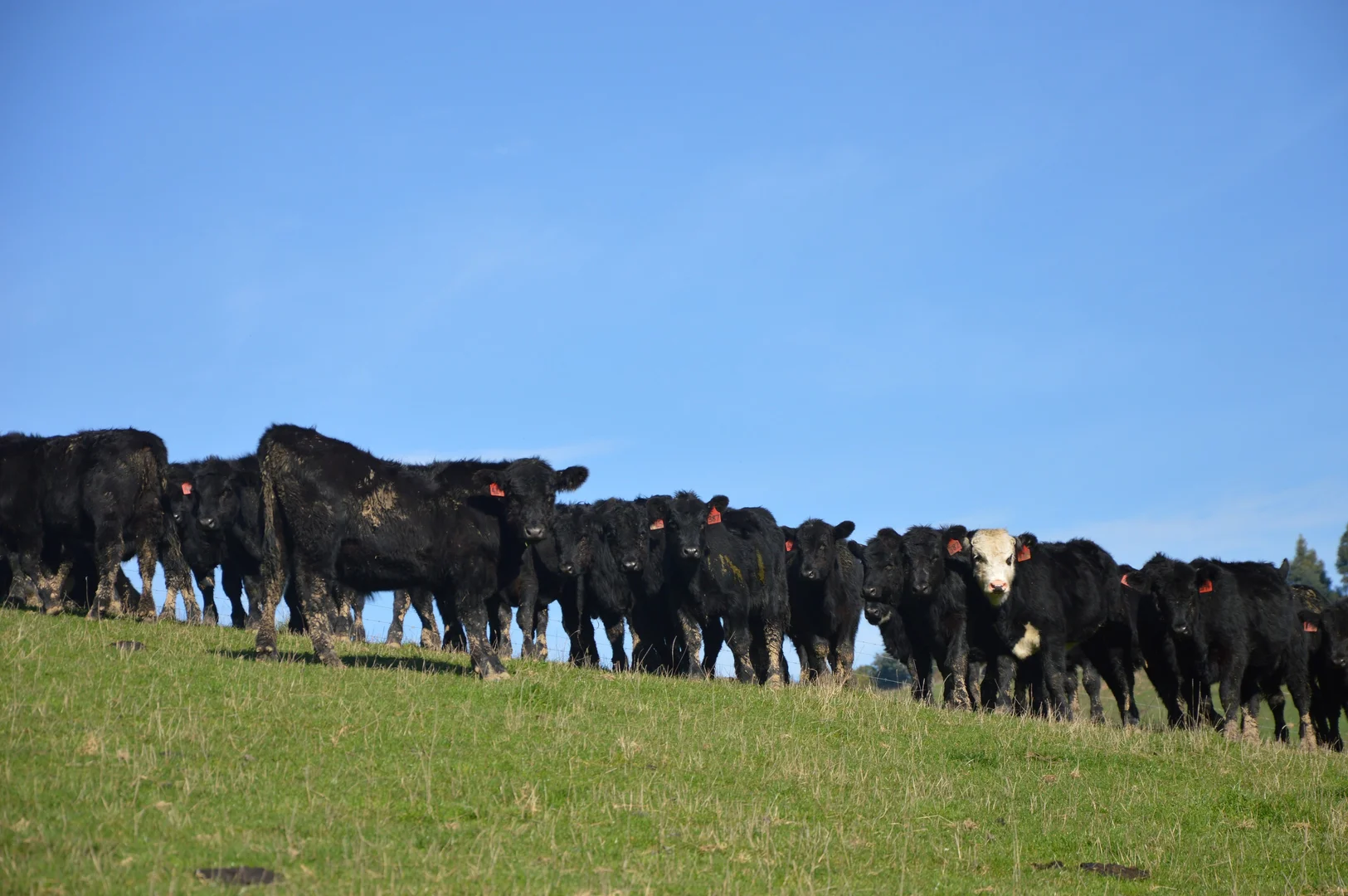 Additional image 4 of 55 Michie Road, Krowera VIC 3945