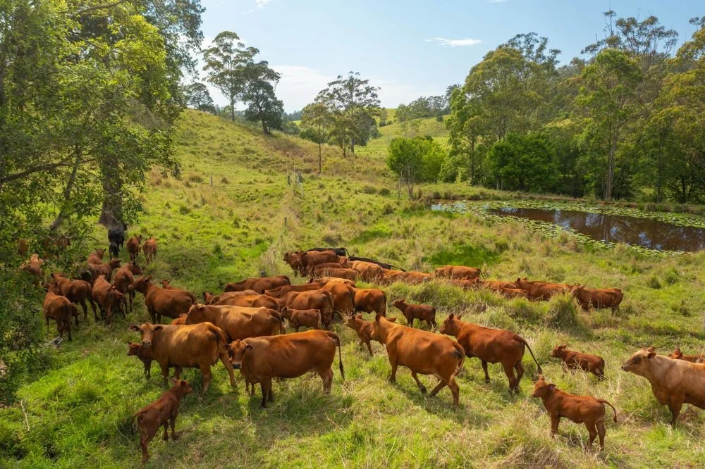 Additional image 3 of 1562-1620 NORTH ARM ROAD, Argents Hill NSW 2449