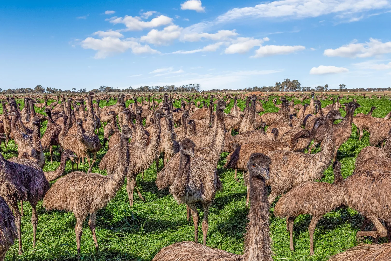 198 Tragowel Road, Tragowel VIC 3579