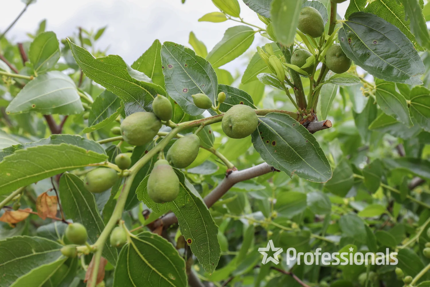 Additional image 6 of 386 Westcliffs Avenue, Cardross VIC 3496