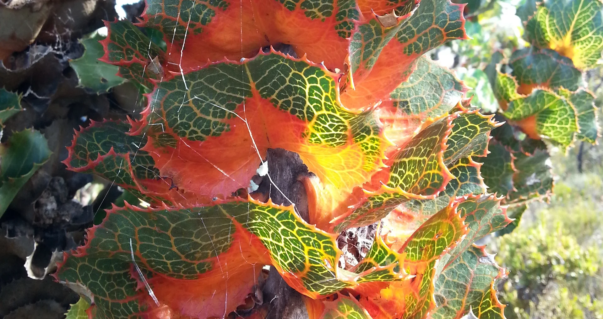 Additional image 9 of 23 Veal Street, Hopetoun WA 6348