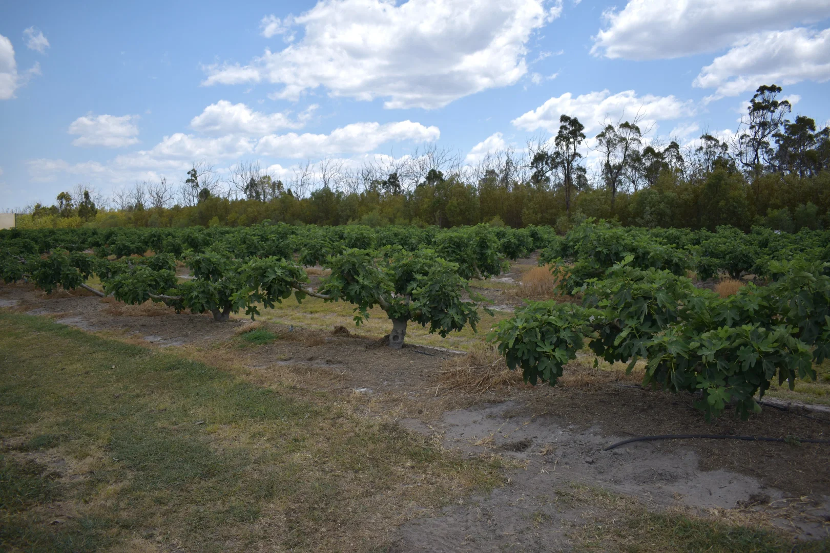 Additional image 5 of 135 Newlands Road, North Gregory QLD 4660