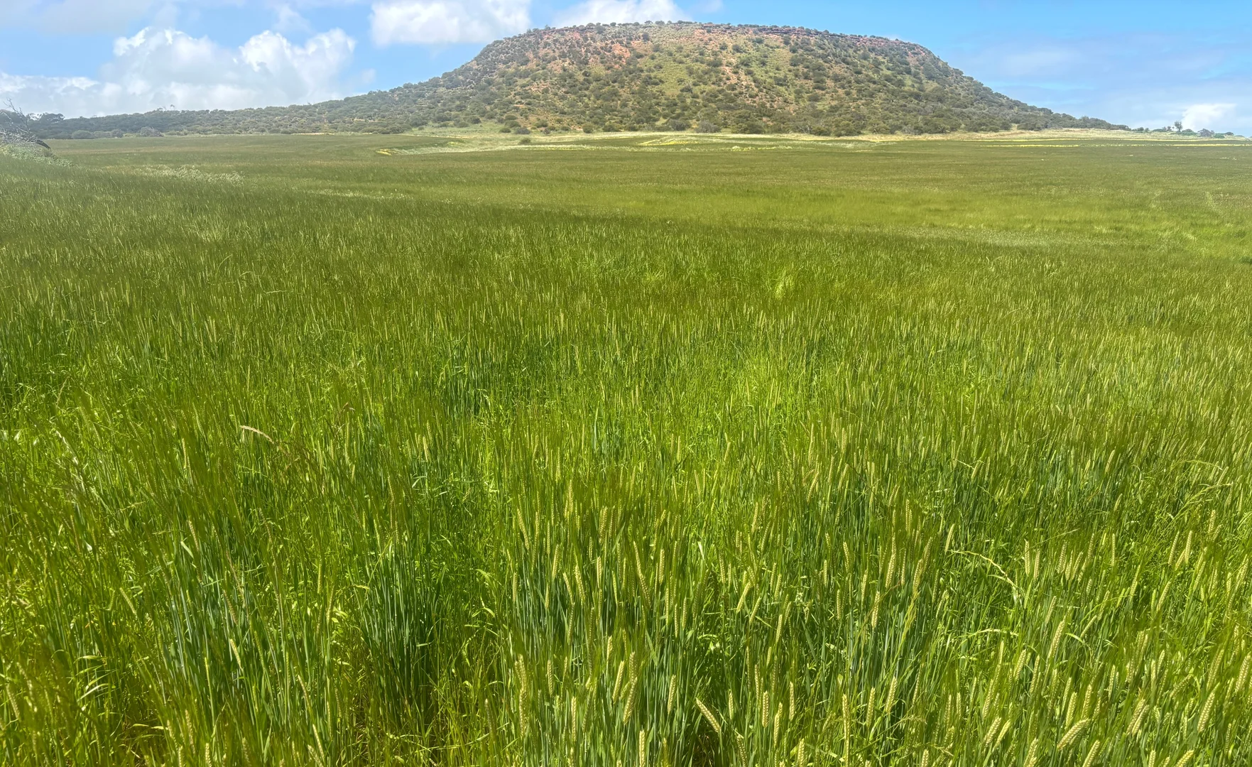 Additional image 20 of 9500 Chapman Valley Road, Narra Tarra WA 6532