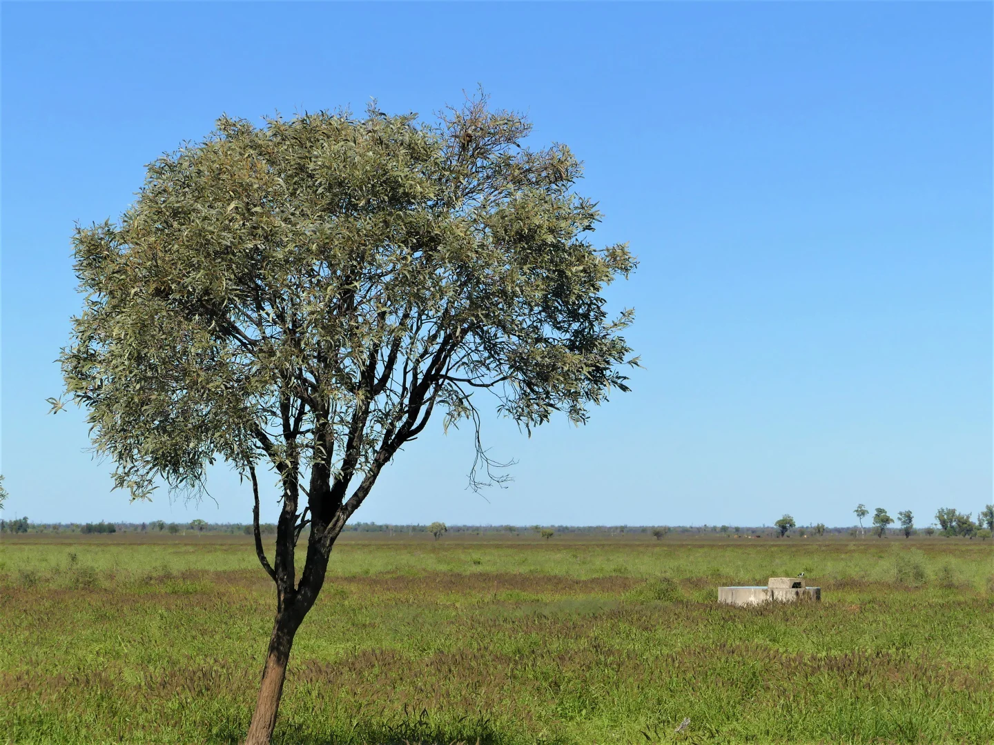 Additional image 12 of "Bonavista" 13724 Mitchell - St George road, Roma QLD 4455