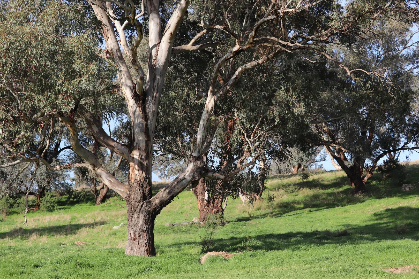 Additional image 27 of 2350 George Russell Drive, Canowindra NSW 2804