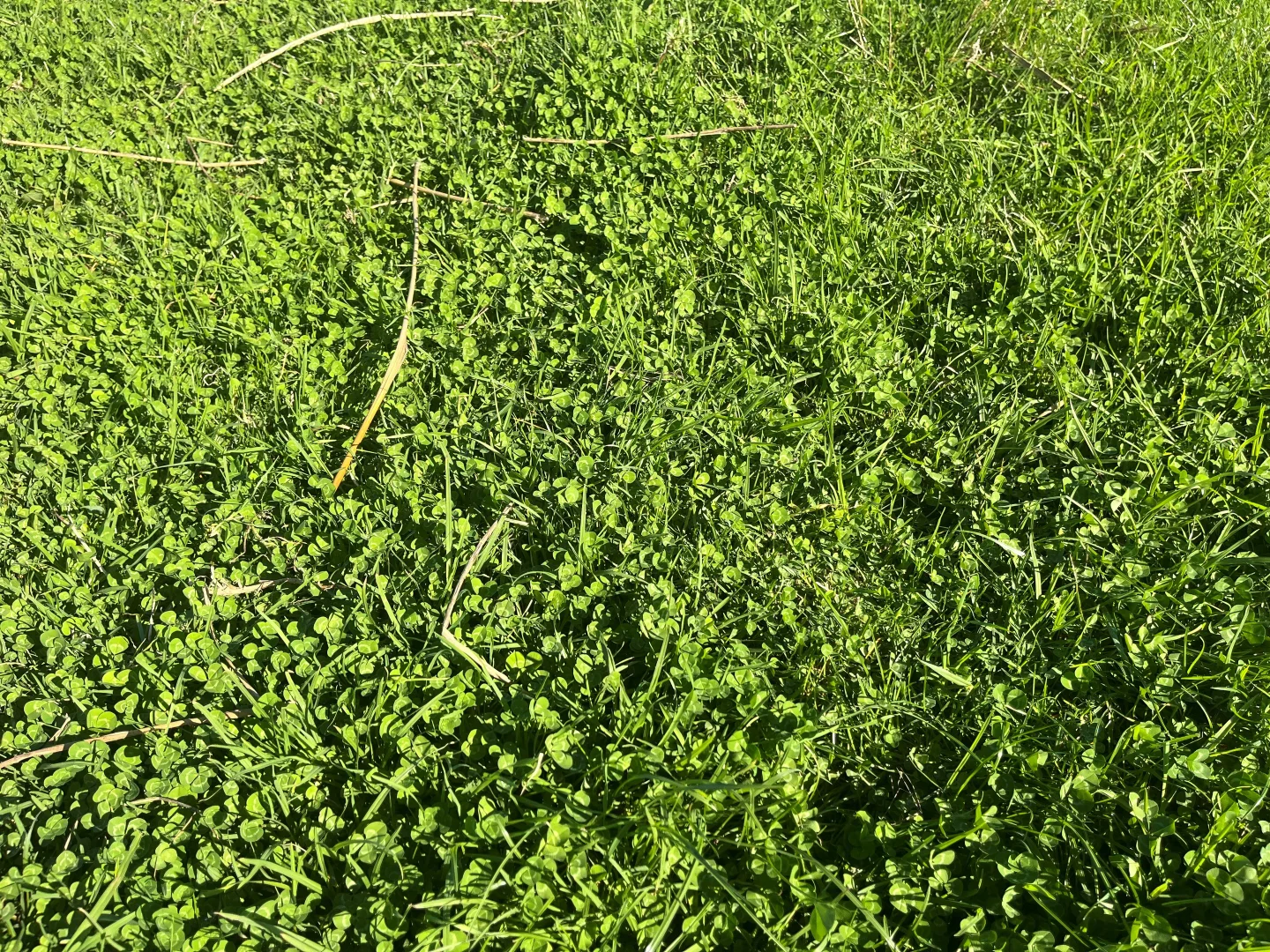 Additional image 18 of 181 Francis Road, Lowlands WA 6330