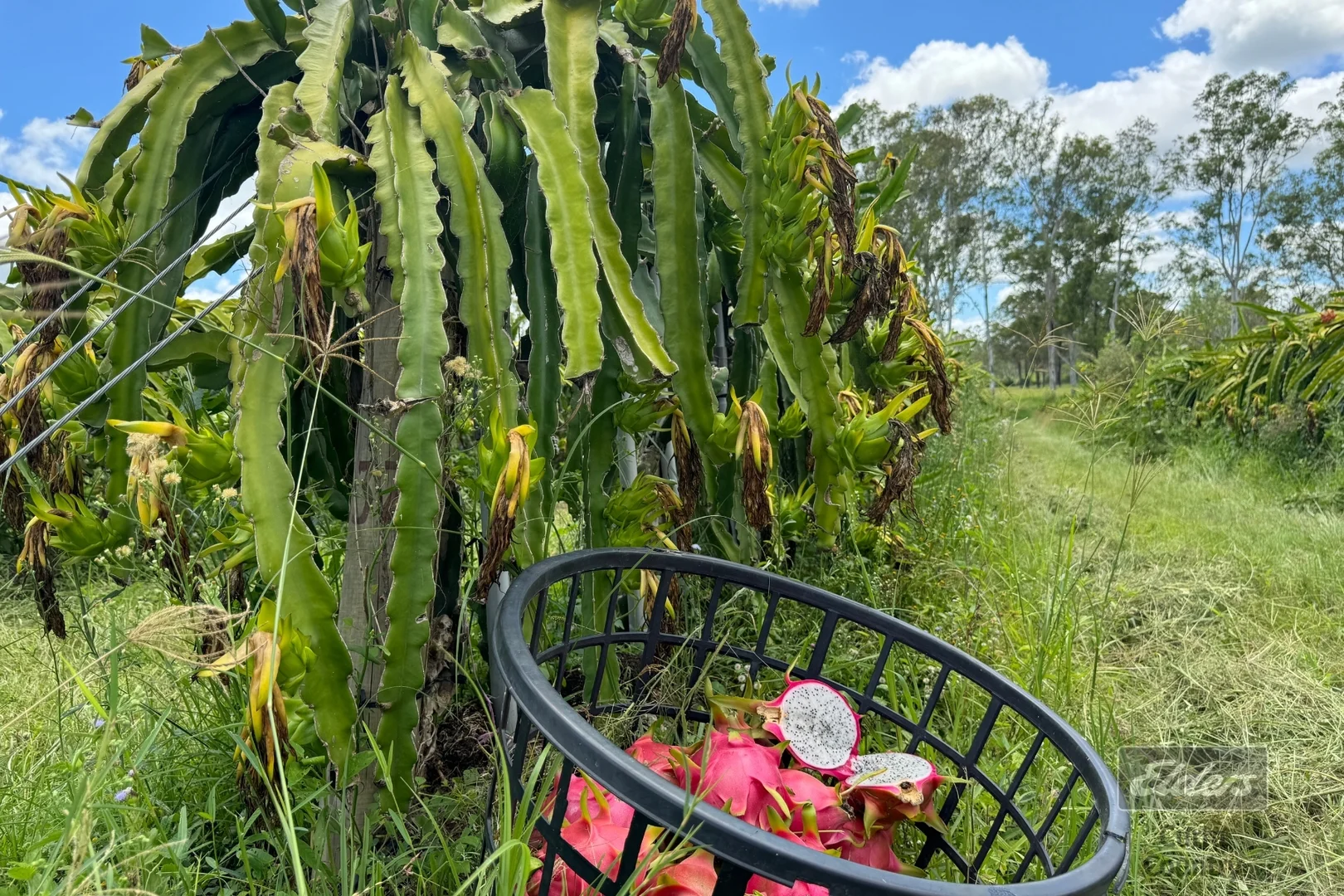 Additional image 15 of 288 Blowers Road, Munna Creek QLD 4570