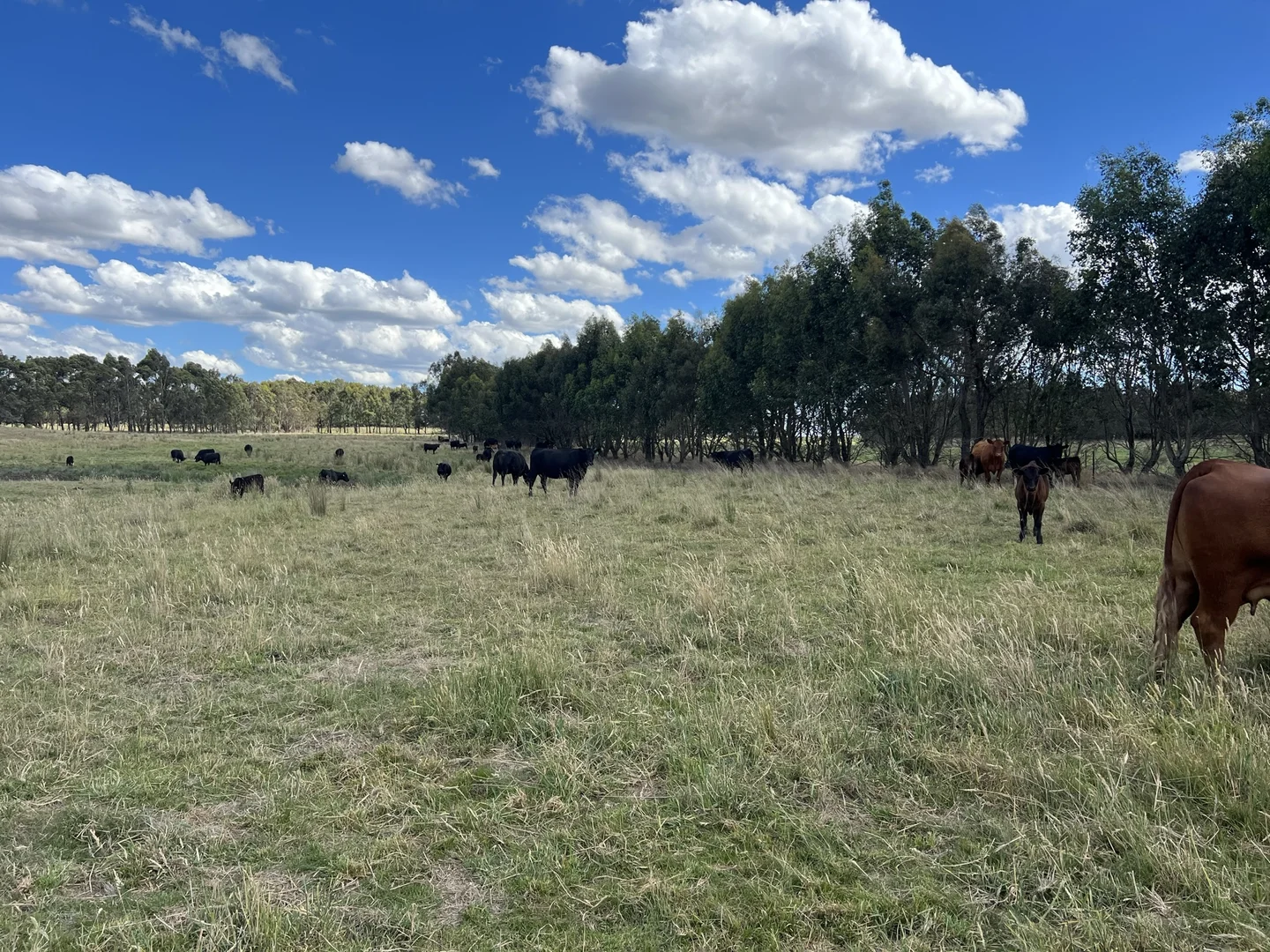 Additional image 31 of Lot 1 Mount Rae Road, Roslyn, Crookwell NSW 2583