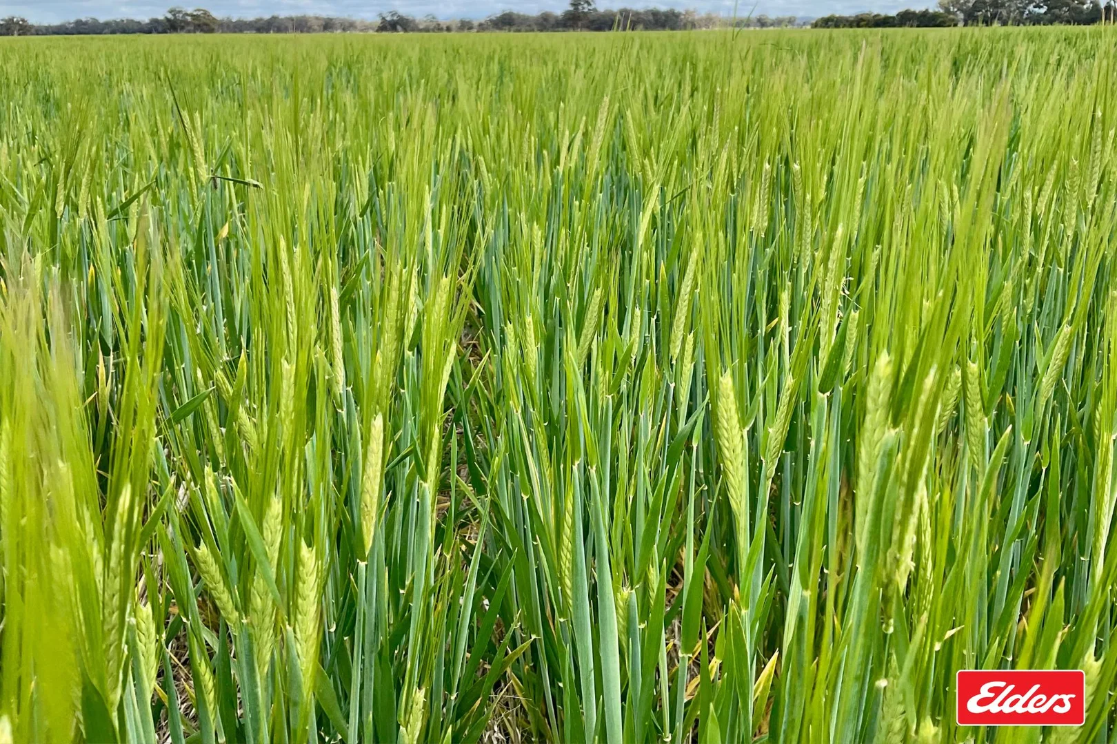 Additional image 3 of Bridgewater-Maldon Road, Laanecoorie VIC 3463