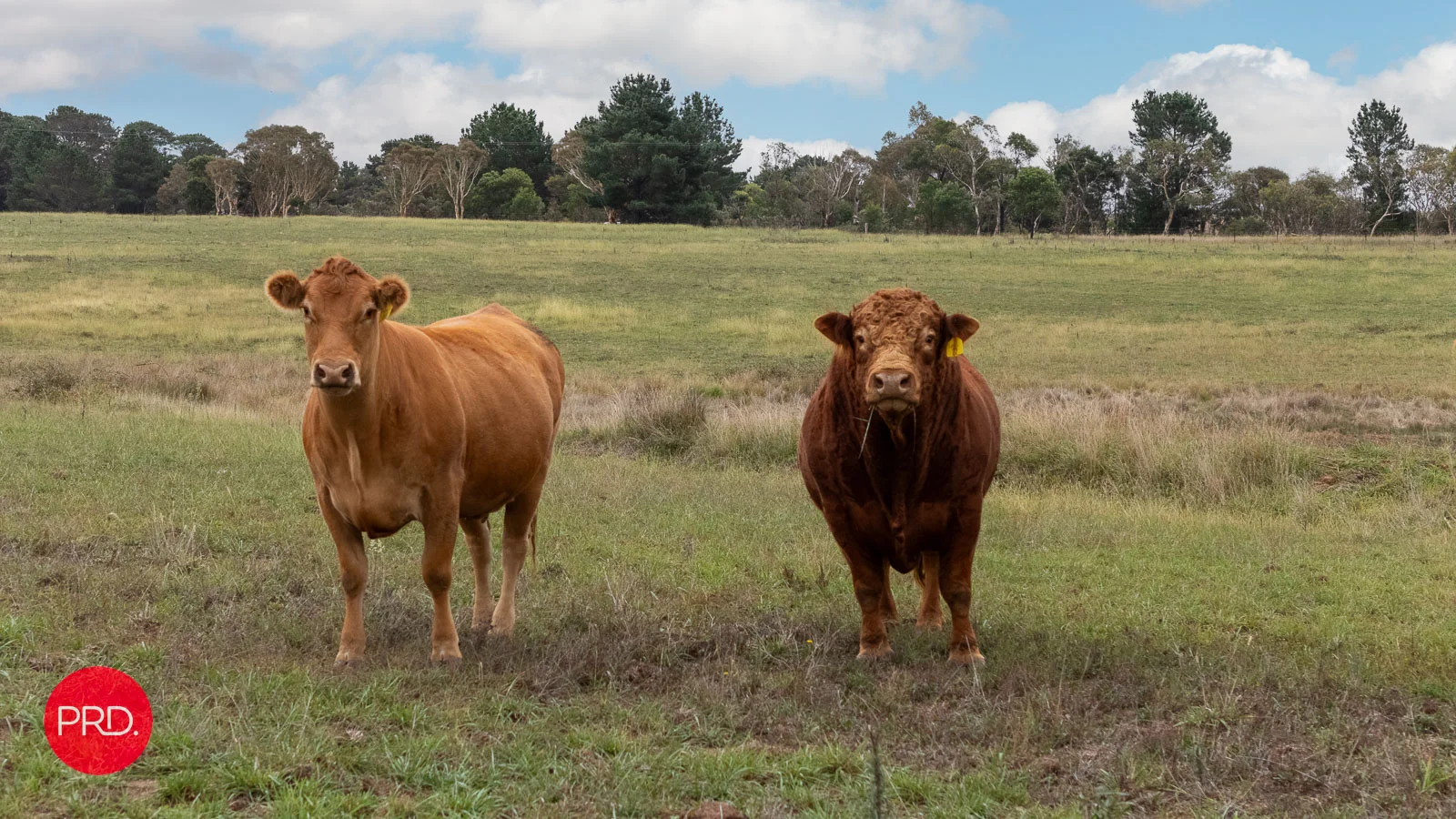 Additional image 6 of 42 Burrabinga Road, Tarago NSW 2580