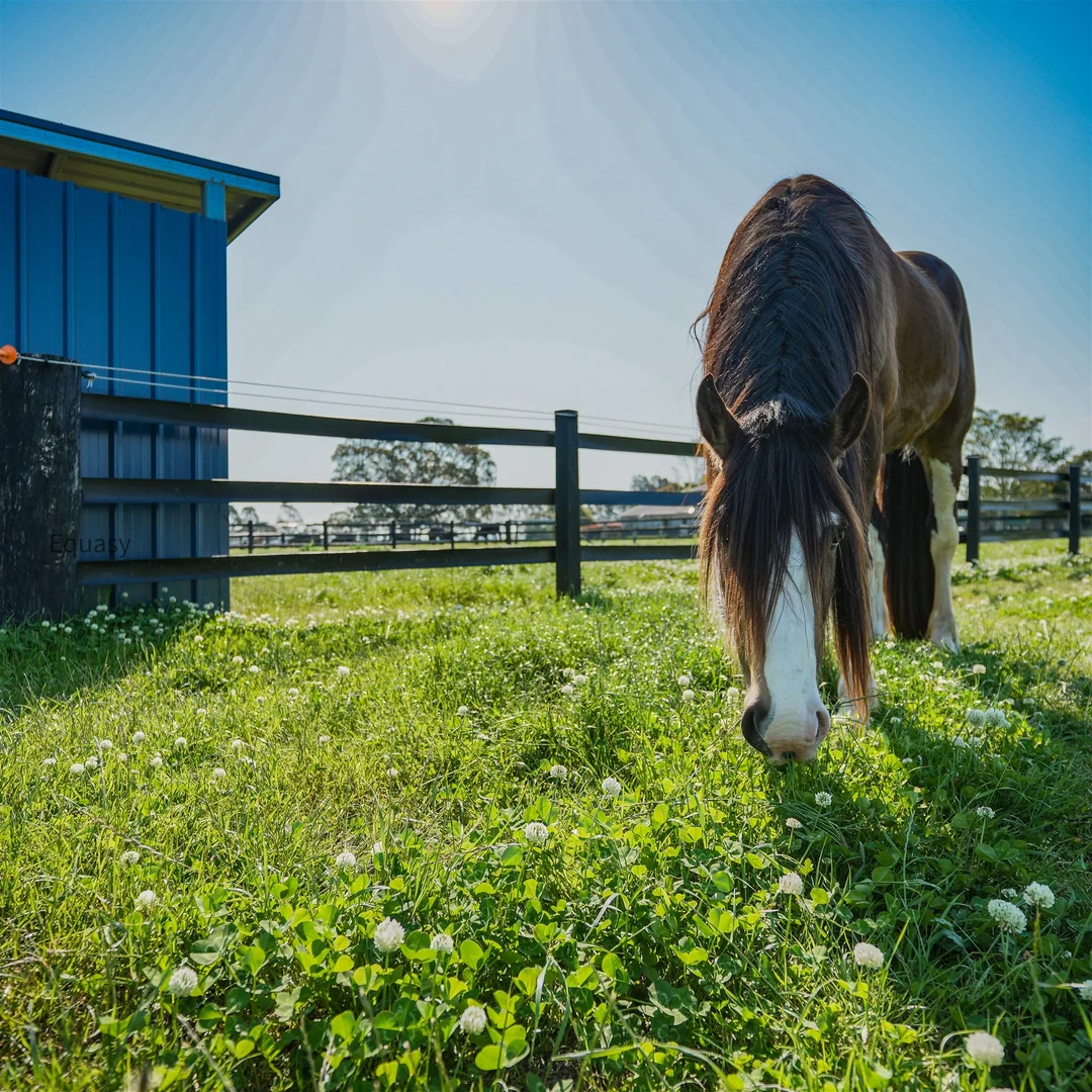 Additional image 13 of 240 SCOTCH CREEK ROAD, Millers Forest NSW 2324