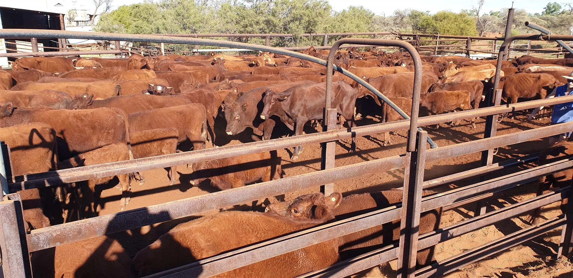 Additional image 15 of Yoothapina Station, Meekatharra WA 6642