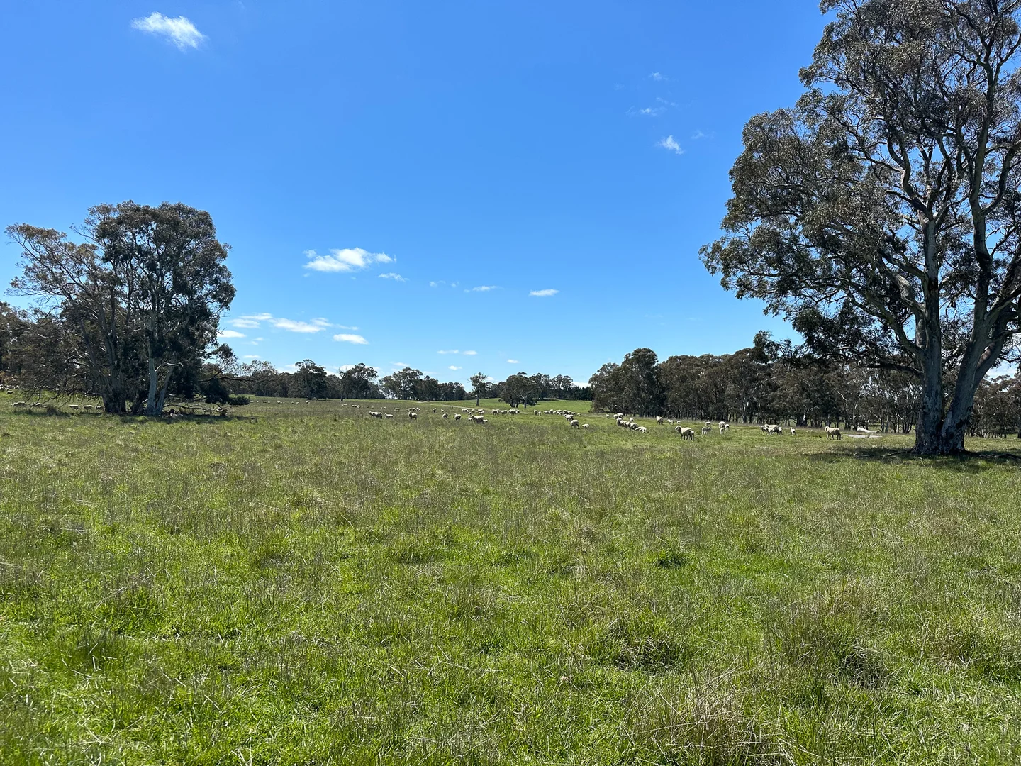 Additional image 9 of Gurrundah Road, Gunning NSW 2581