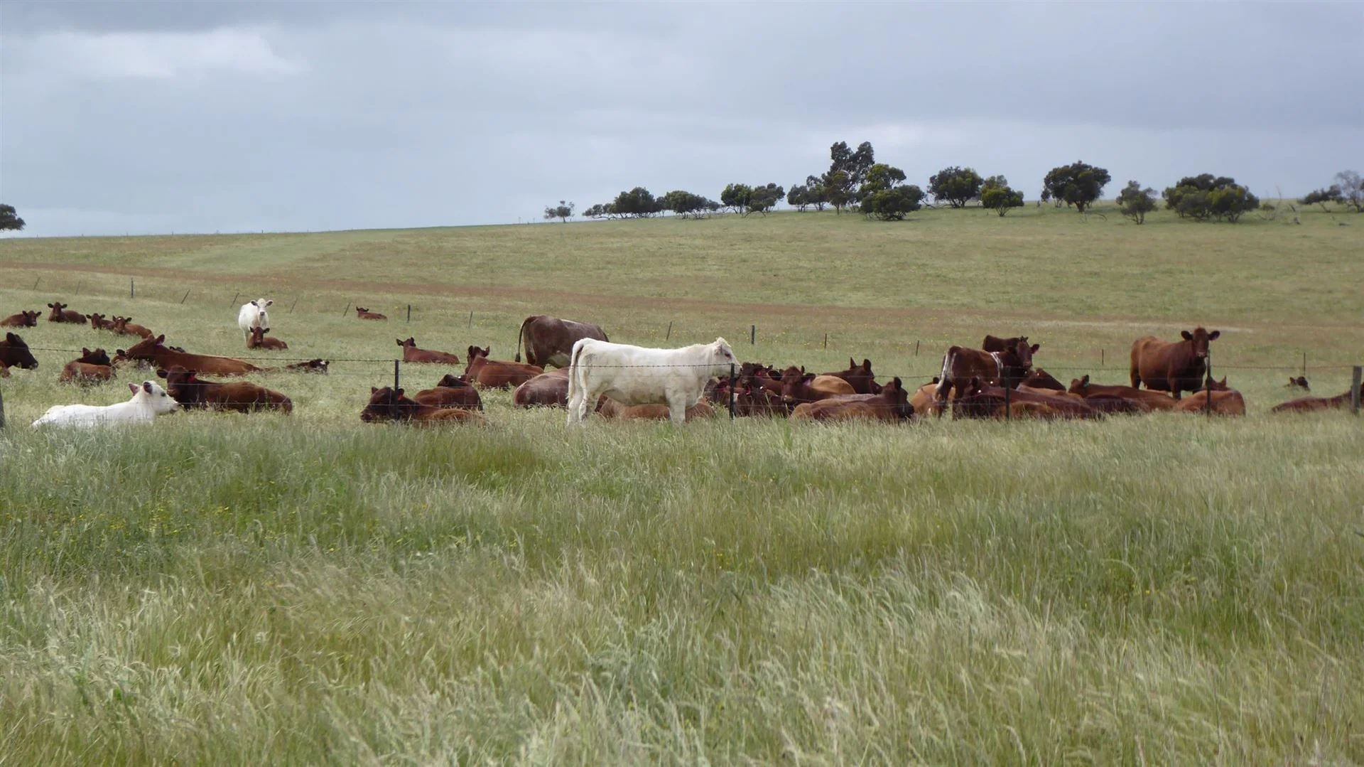 Additional image 25 of 2606 Riddoch Highway, Keith SA 5267