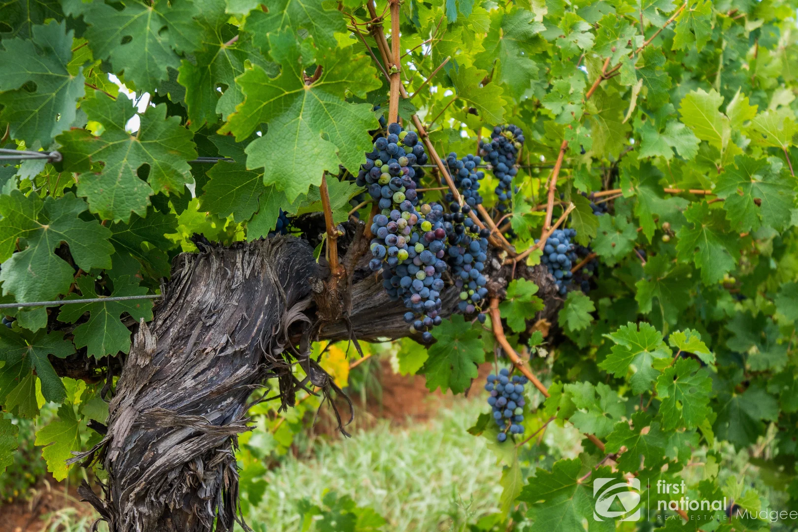 Additional image 3 of 46 Shiraz Drive, Gulgong NSW 2852