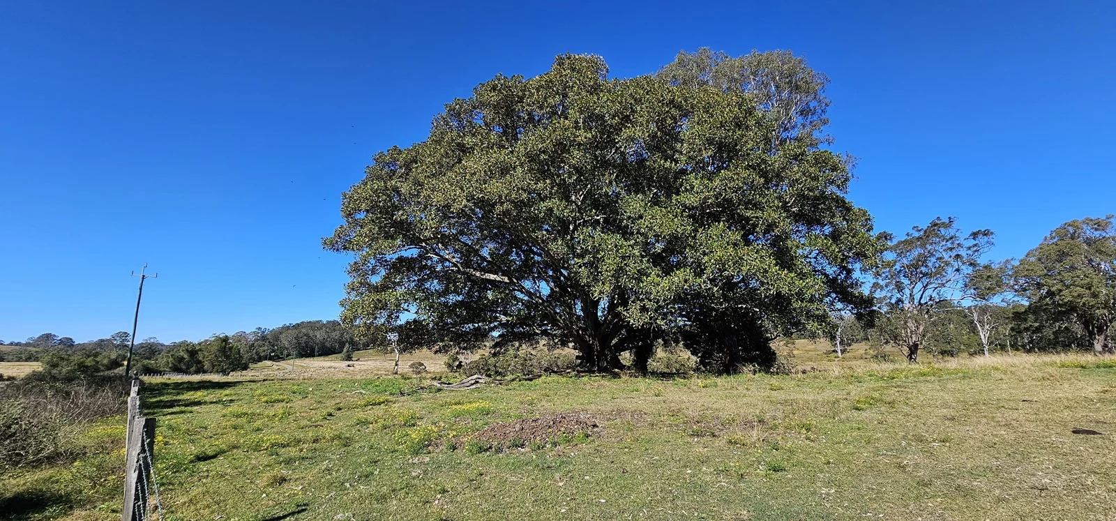 Additional image 12 of 981 Old Dyraaba Road, Lower Dyraaba NSW 2470