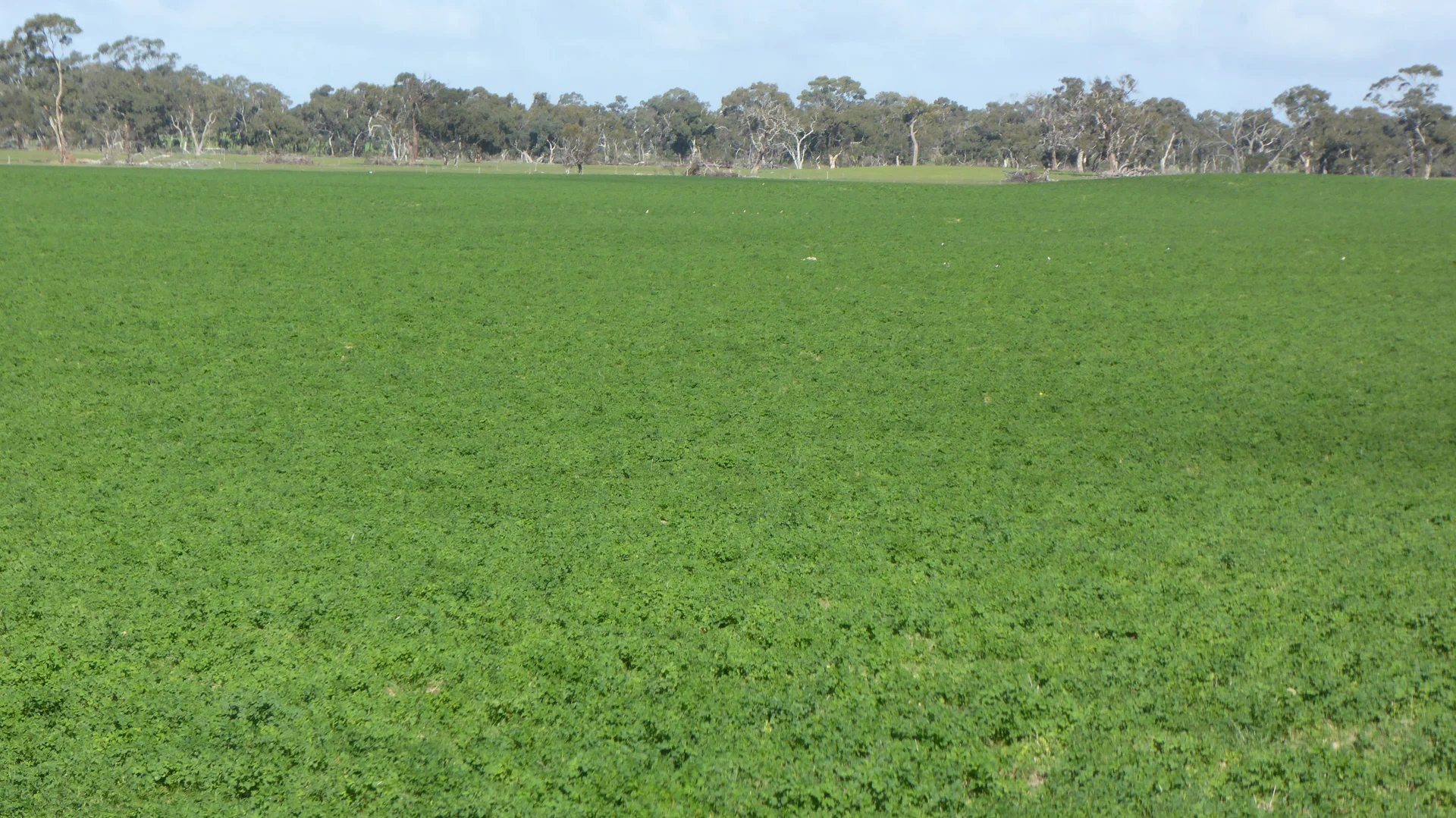 Additional image 27 of "Wyruna" 2989 Naracoorte Road, Western Flat SA 5268