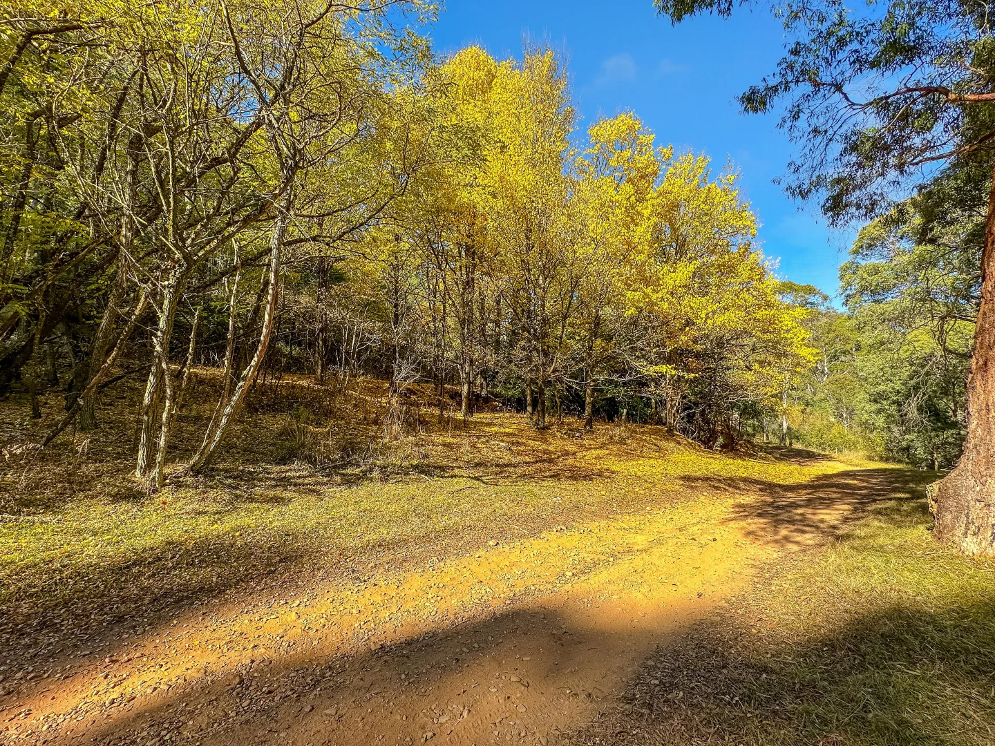 Additional image 4 of CA1/SEC 5 Buckland River Track, Buckland VIC 3740