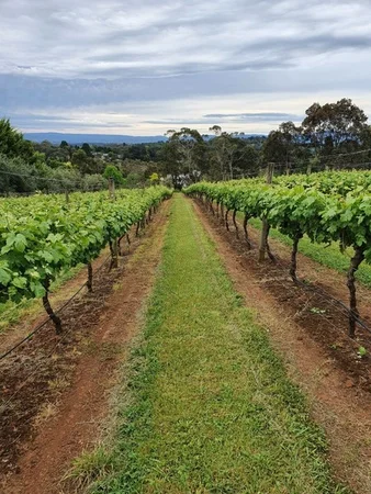Additional image 19 of 71 Beenak Road, Wandin North VIC 3139