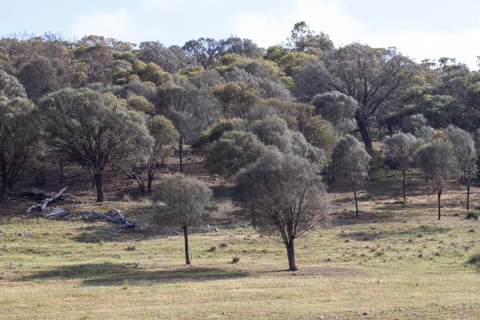 Additional image 10 of Lots 99 & Bawdens Road, Lipson SA 5607