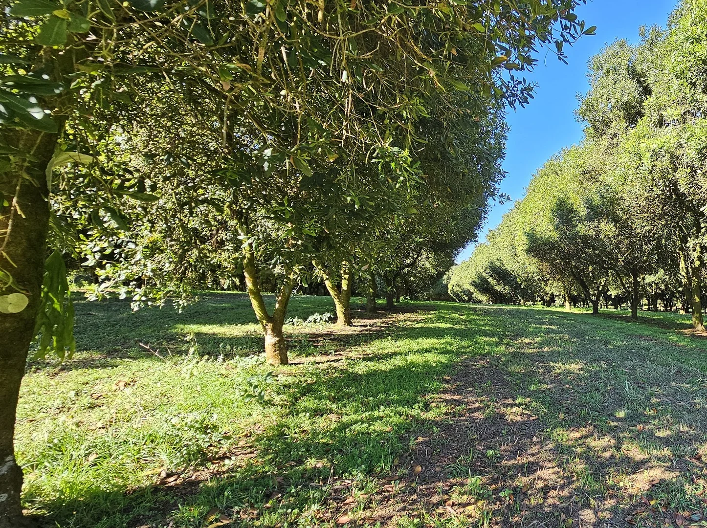 Additional image 12 of 1808 Dunoon Road, Dunoon NSW 2480