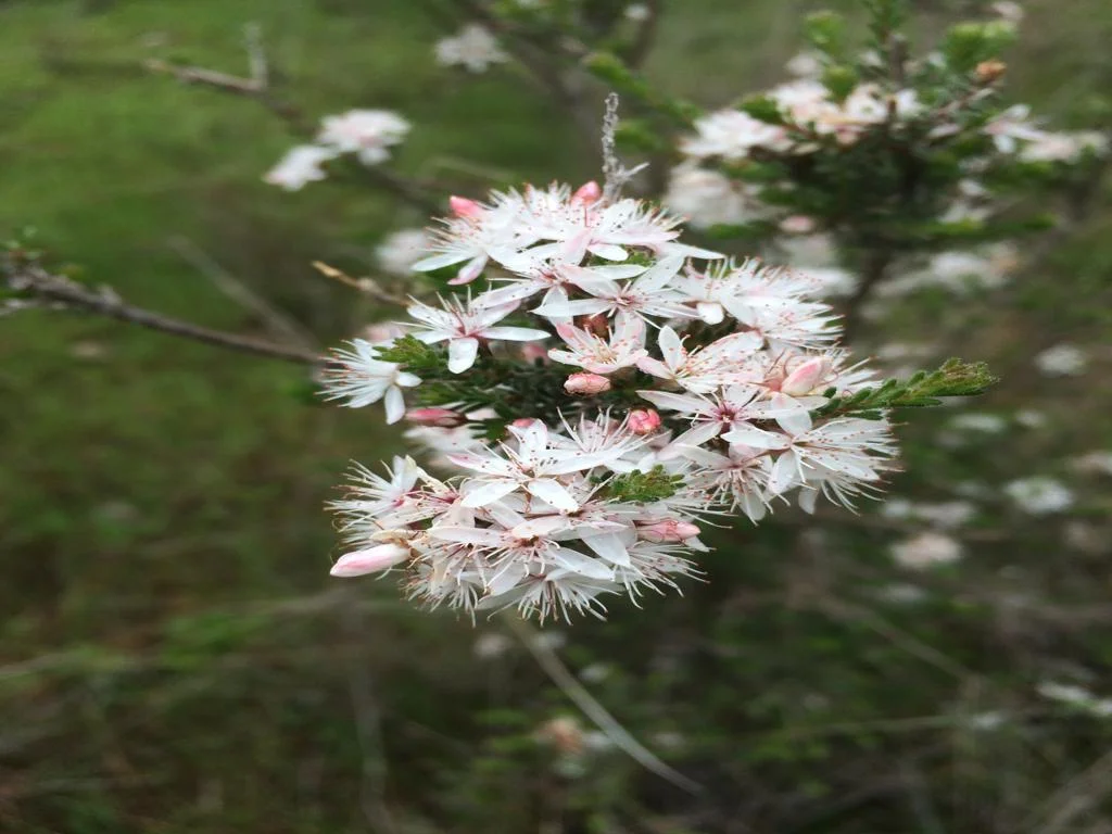 Additional image 40 of 3378 Mid Western Highway, Grenfell NSW 2810