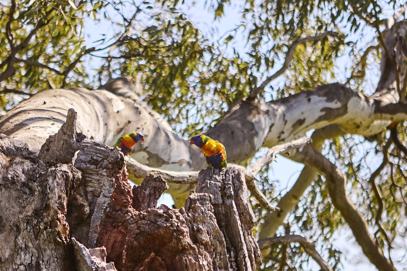 Additional image 5 of 718 Geometry drive, Armstrong Creek VIC 3217