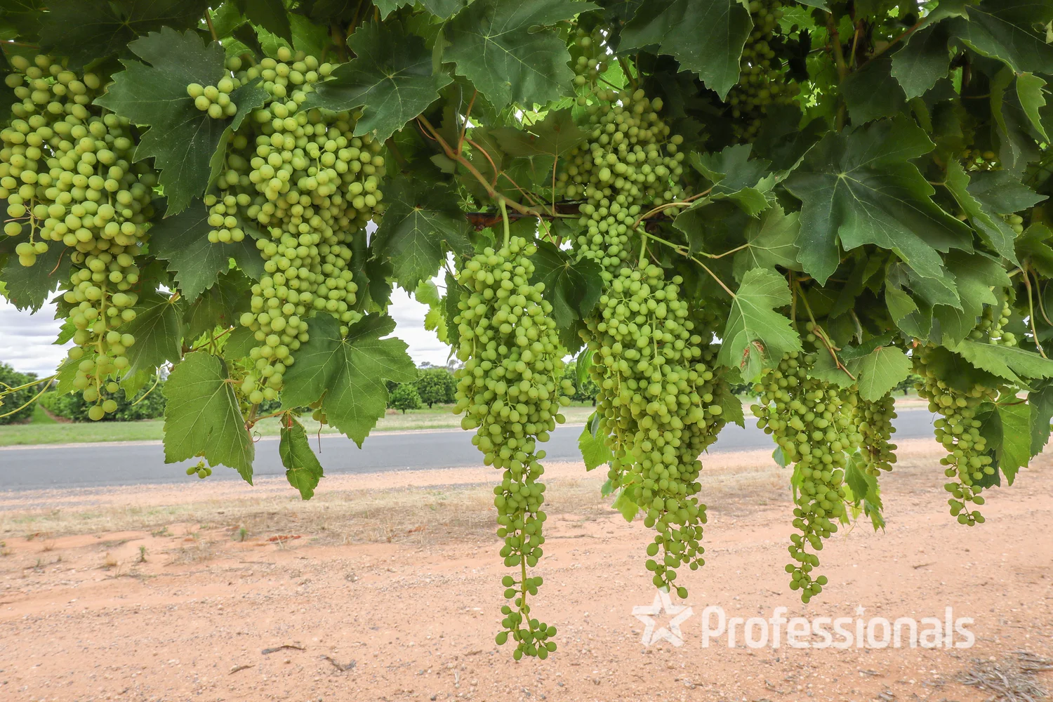 Additional image 8 of 386 Westcliffs Avenue, Cardross VIC 3496