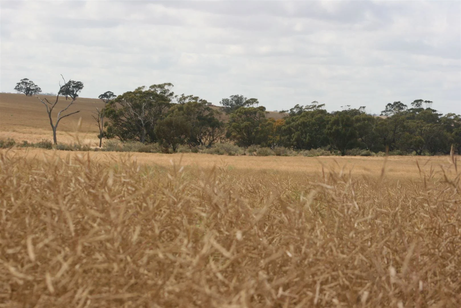 Additional image 3 of . Madews, Jennacubbine WA 6401