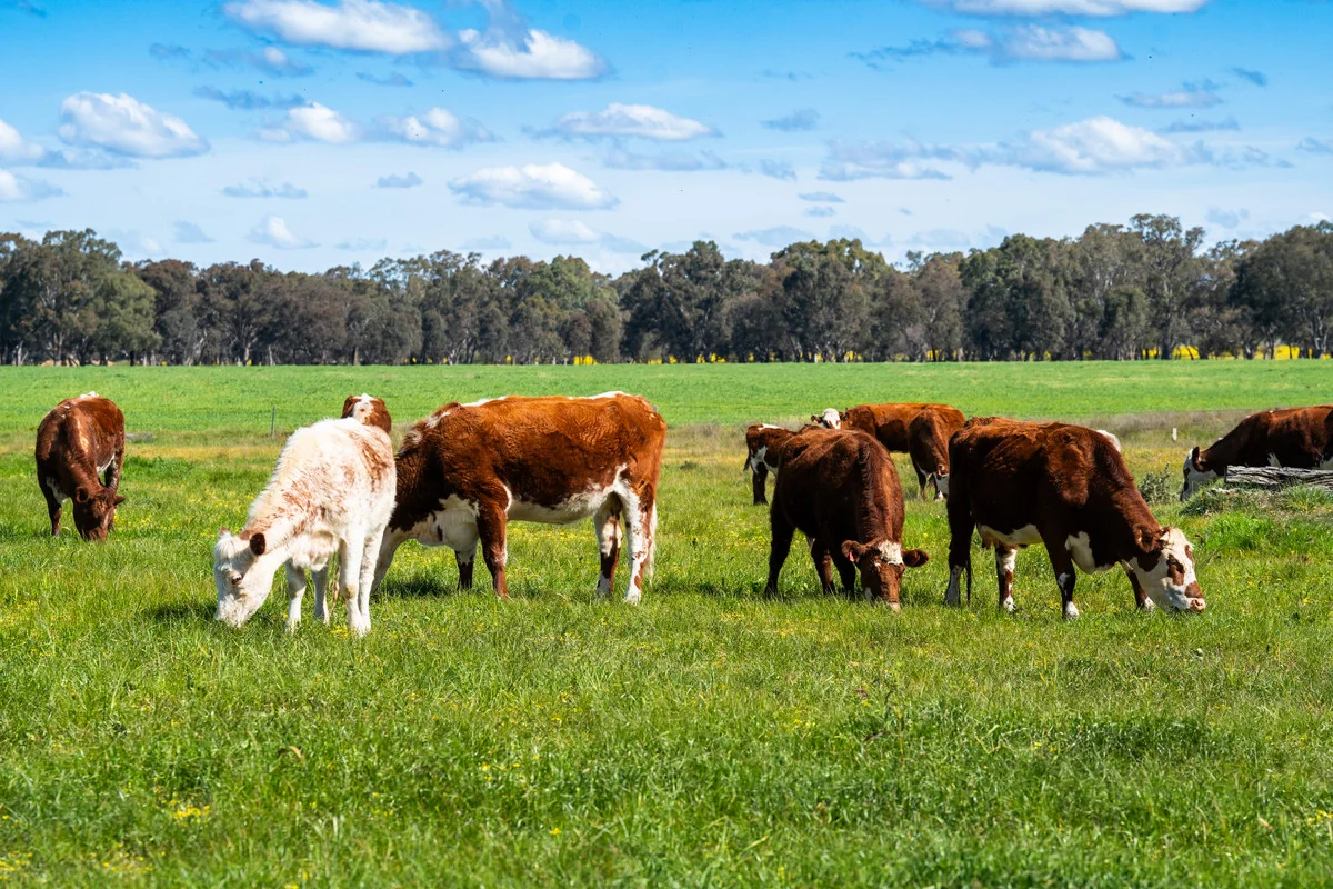 Additional image 9 of 1791 Olympic Highway, Culcairn NSW 2660