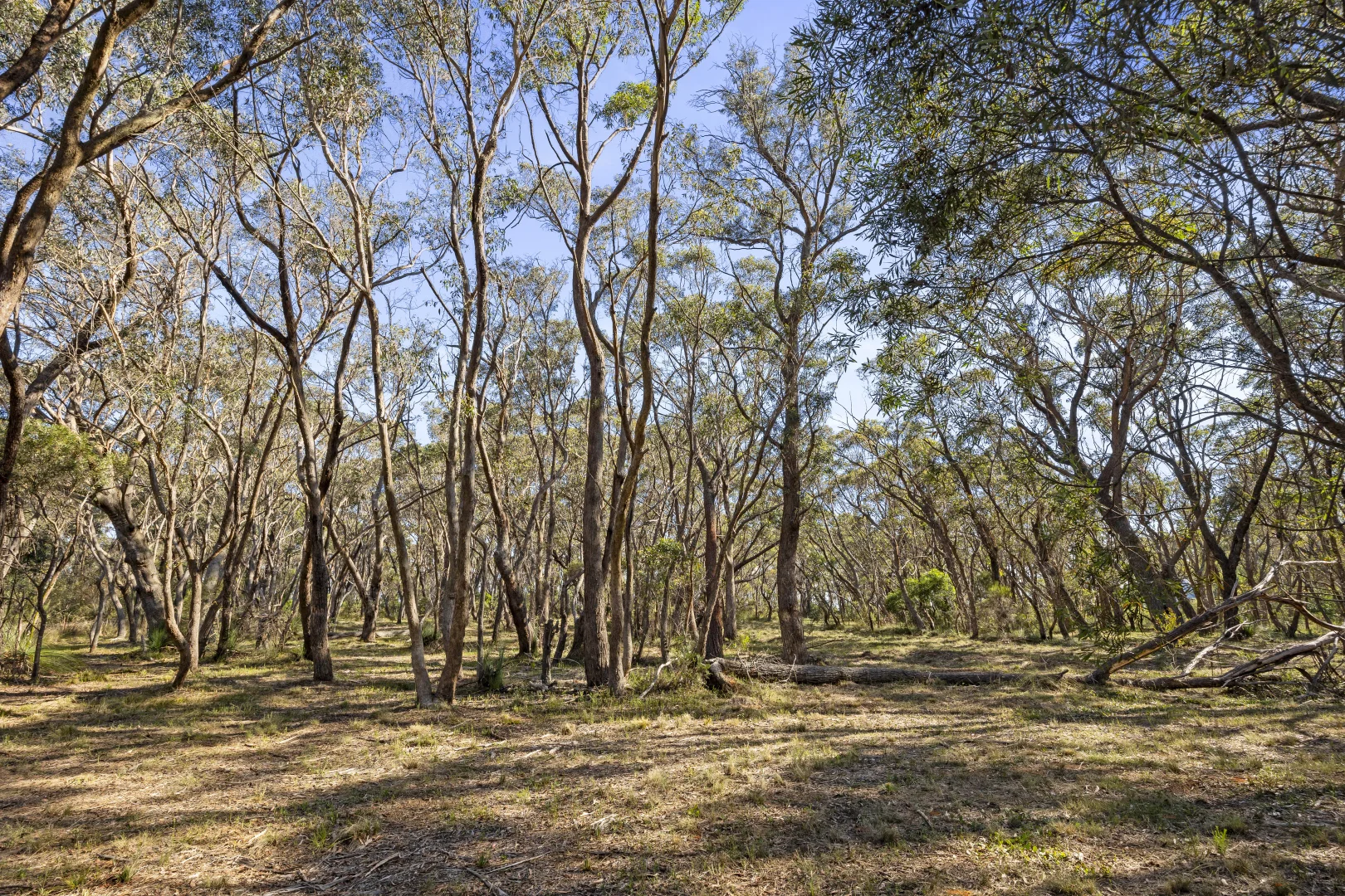 Additional image 10 of 26 Forest Park Road, Blackheath NSW 2785