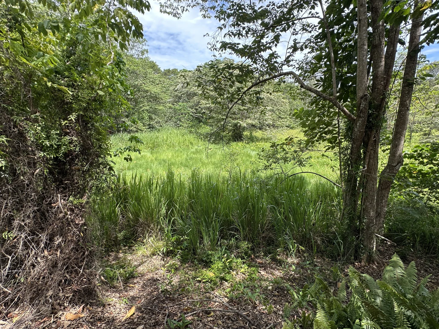 Additional image 23 of 680 Bluff Road, Bilyana QLD 4854