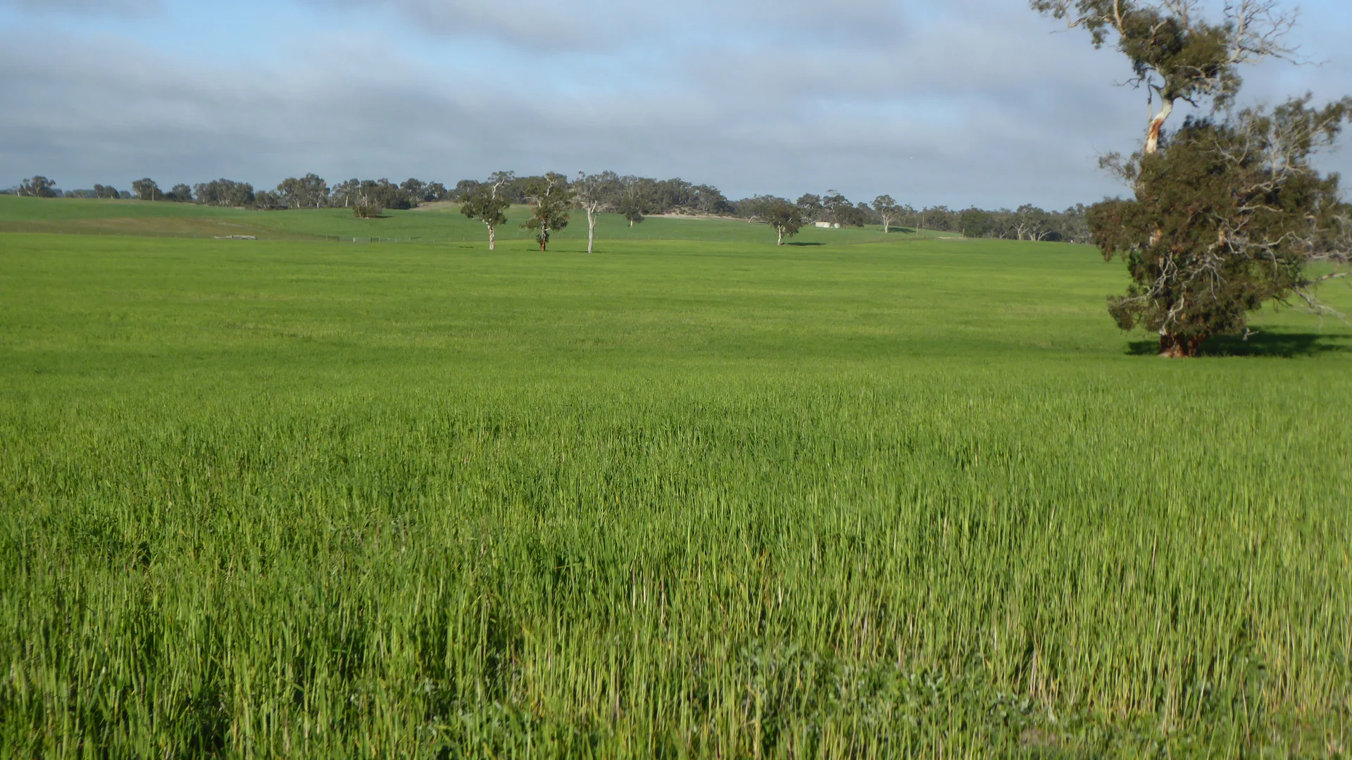 Additional image 5 of "Wyruna" 2989 Naracoorte Road, Western Flat SA 5268