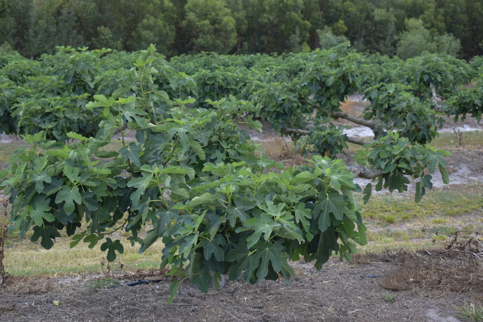 Additional image 3 of 135 Newlands Road, North Gregory QLD 4660