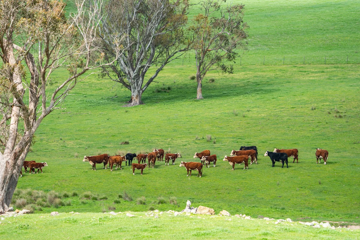 Additional image 5 of 2 Hibbersons Road, Tallangatta South VIC 3701