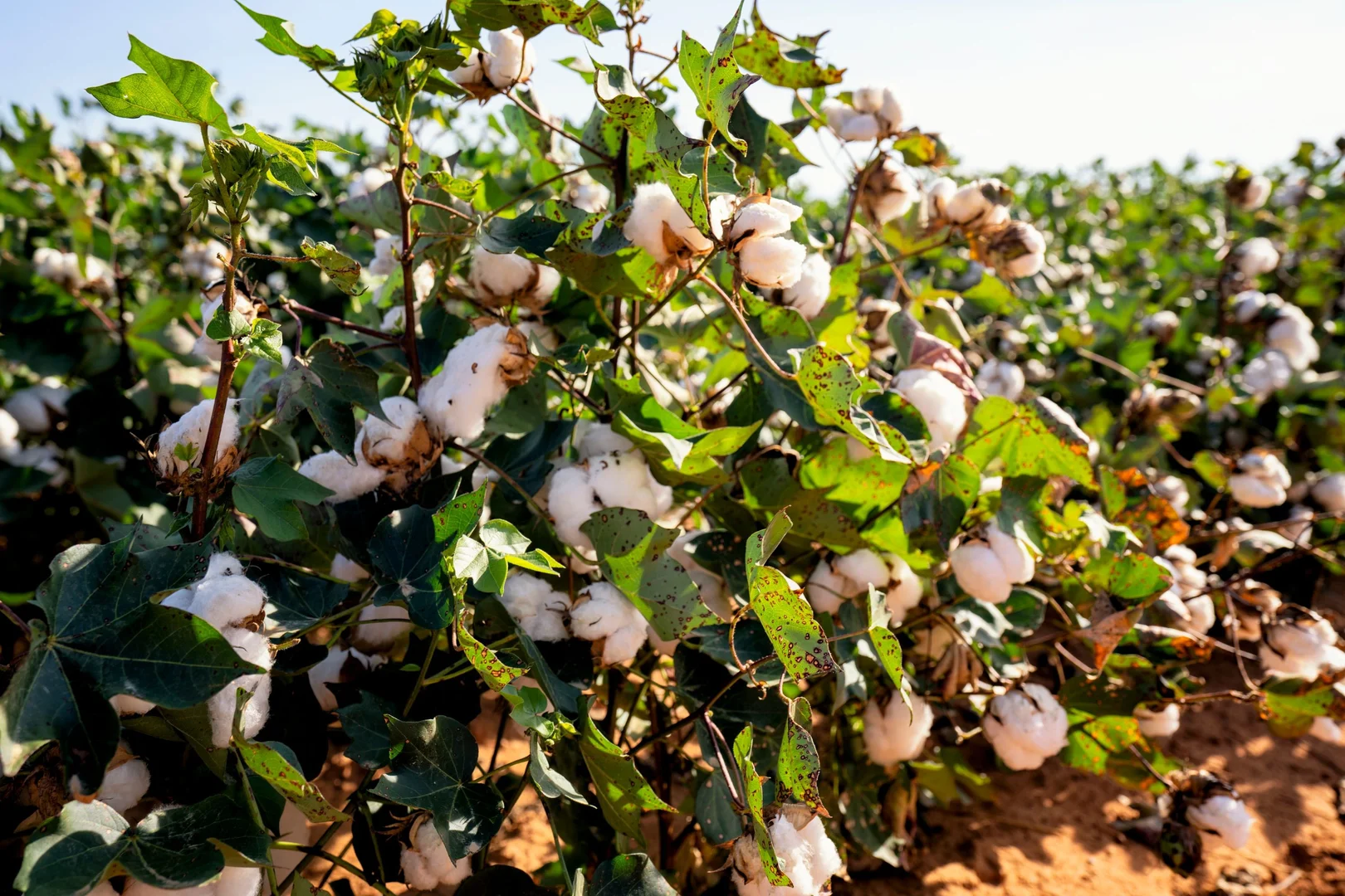 Additional image 8 of 349 Mulligans Lagoon Rd, Kununurra WA 6743